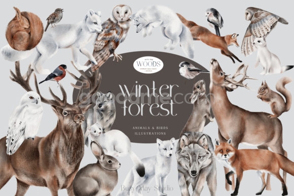 737 冬季森林动物和鸟类剪贴画素材 (png)免抠透明背景素材Winter-Forest-Animals-and-Birds