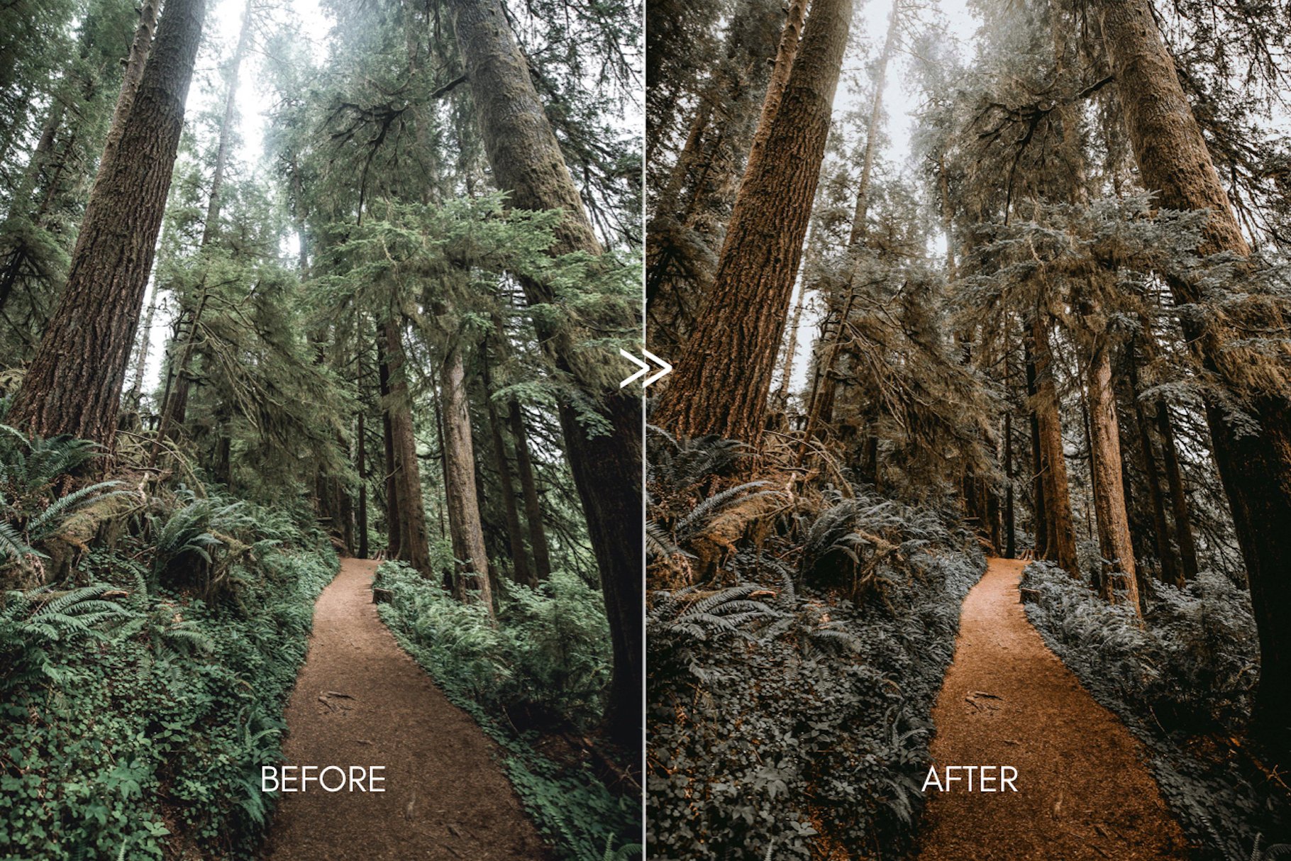 924 森林暖色调色效果Lr预设 PINE Warm Moody Lightroom Presets.zip