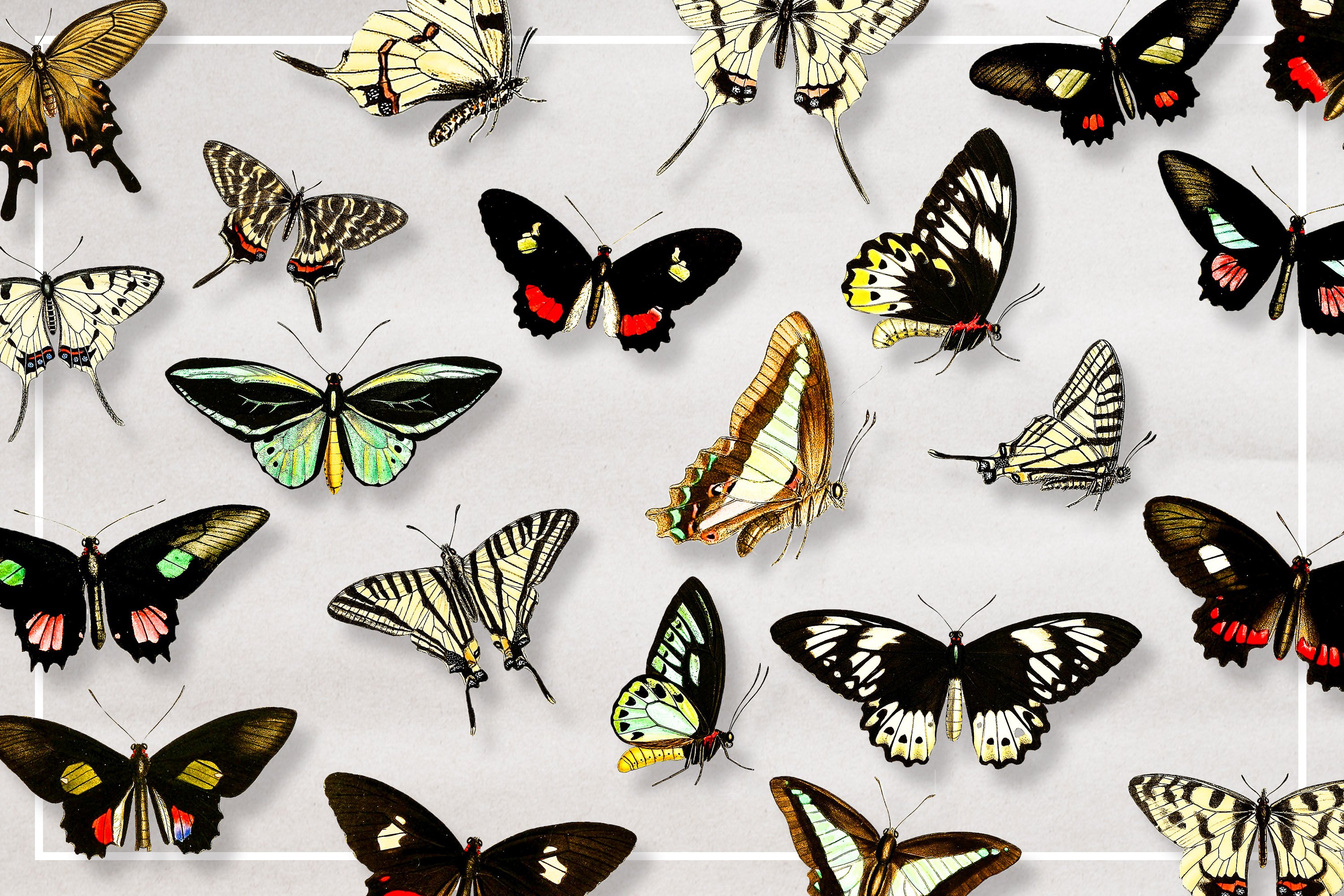 1531 75款蝴蝶插图免抠素材包 Butterfly Illustration Bundle
