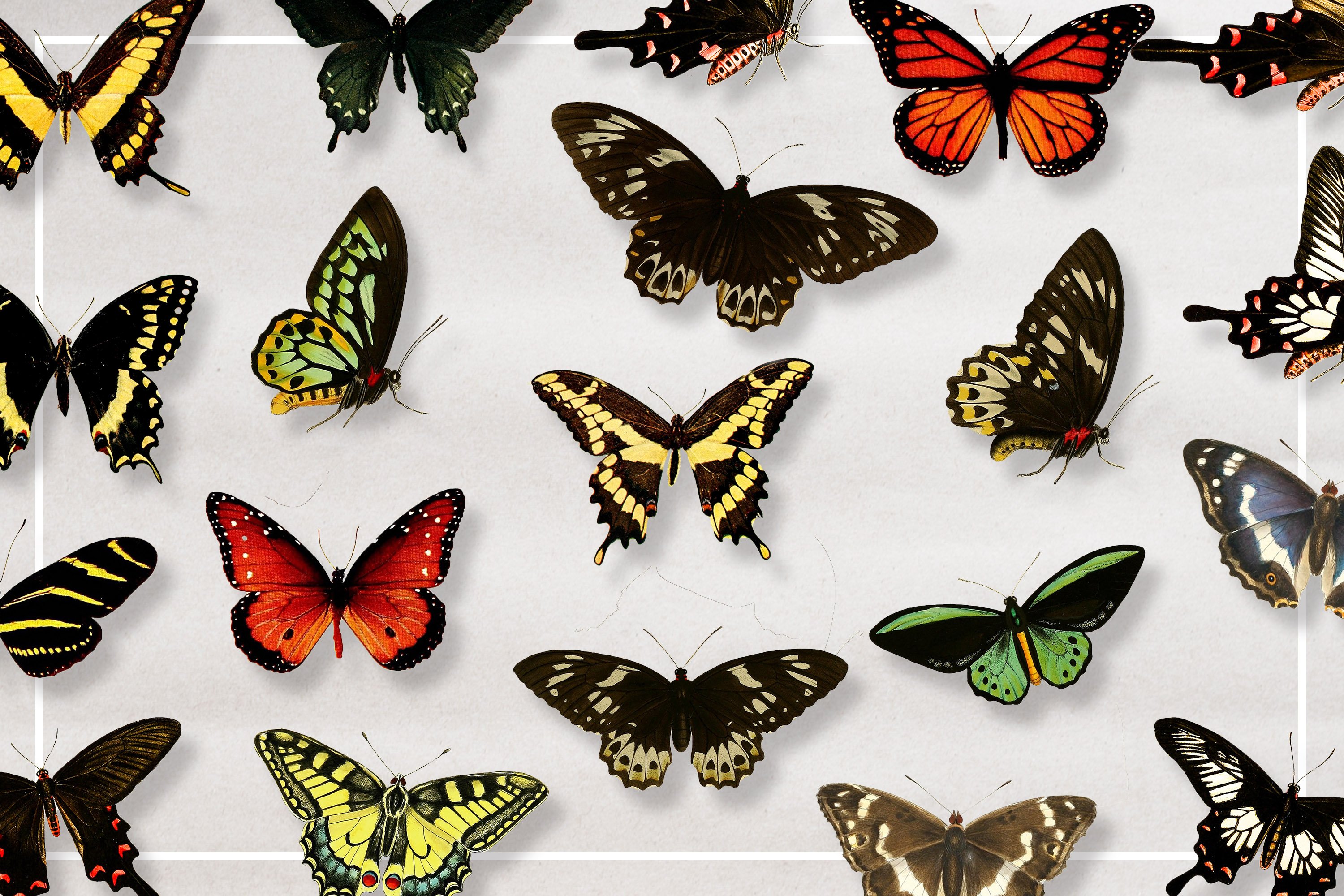 1531 75款蝴蝶插图免抠素材包 Butterfly Illustration Bundle