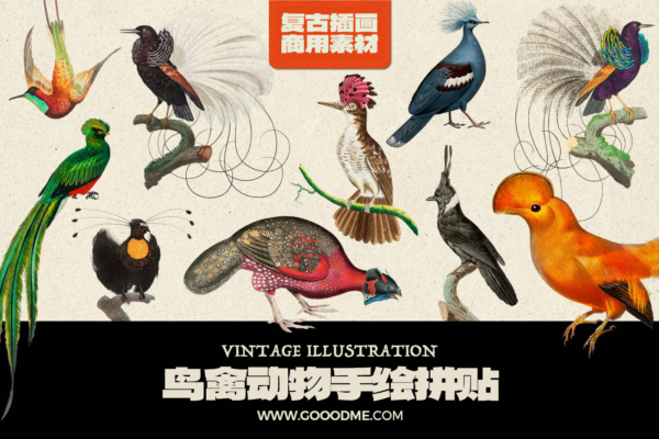 4368 10款可商用复古鸟禽动物手绘拼贴PNG高清免抠素材 Fantastic Birds@GOOODME.COM